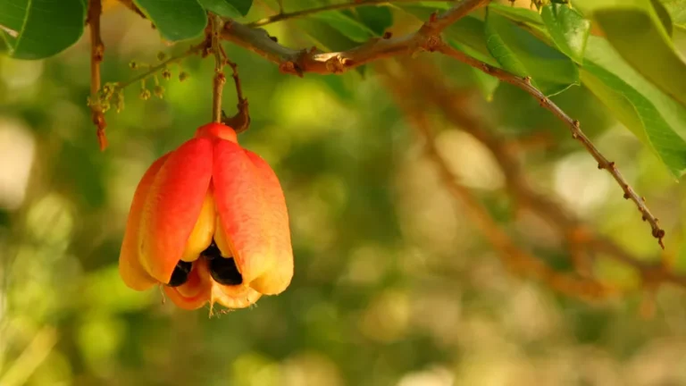 The History of Ackee