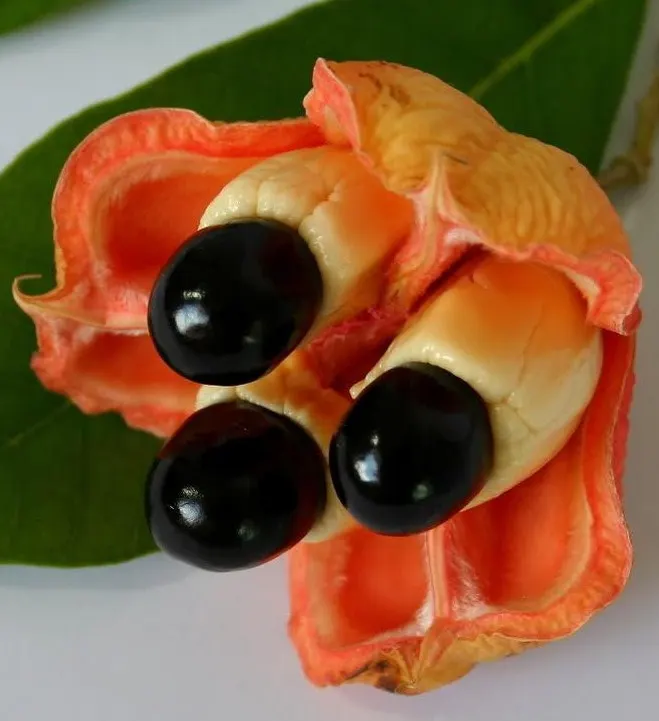 17 Fascinating Facts About Ackee